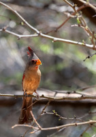 Pyrrhuloxia