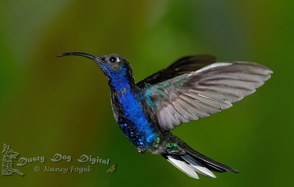 Violet Sabrewing