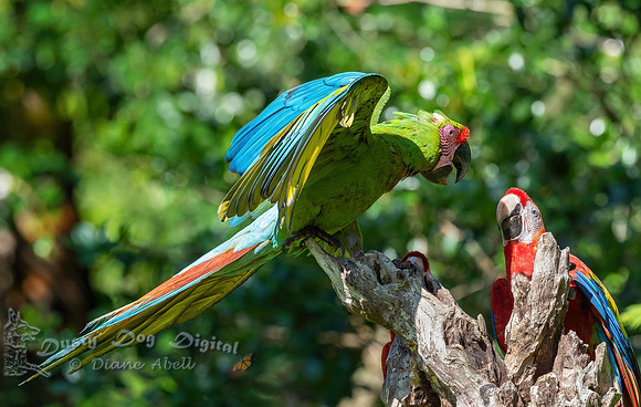 Great Green Macaw & Scarlet Macaw