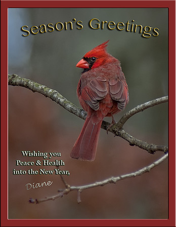2013 Seasons Greetings