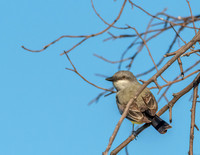 Western Kingbird