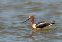 American Avocet