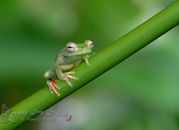 Red-webbed Tree Frog