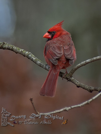 Northern Cardinal, male