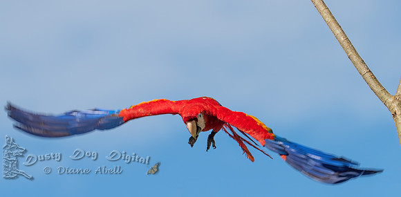 Scarlet Macaw