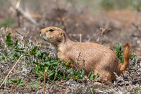 Prairie Dog